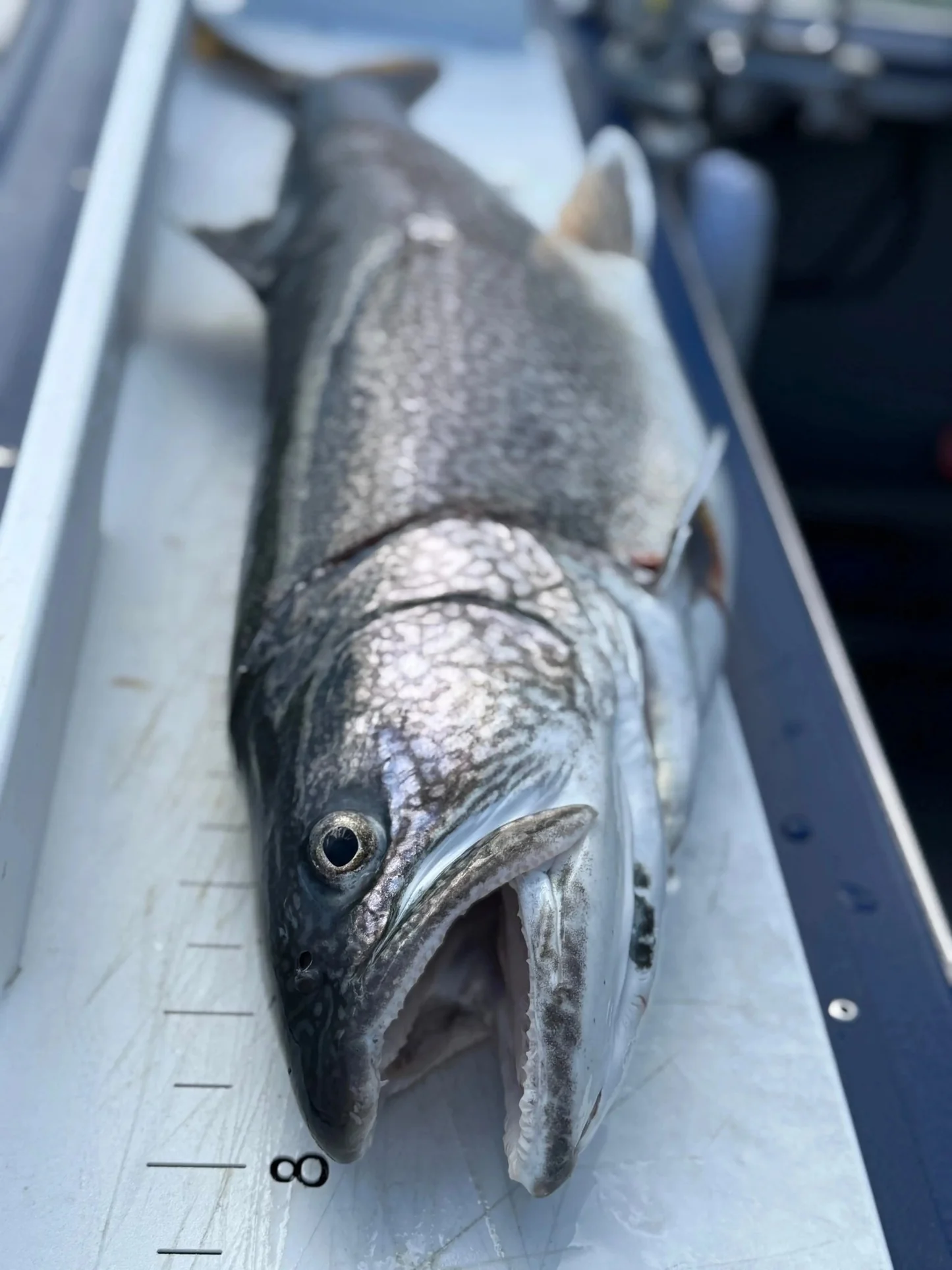 Trophy catch on Flathead Lake